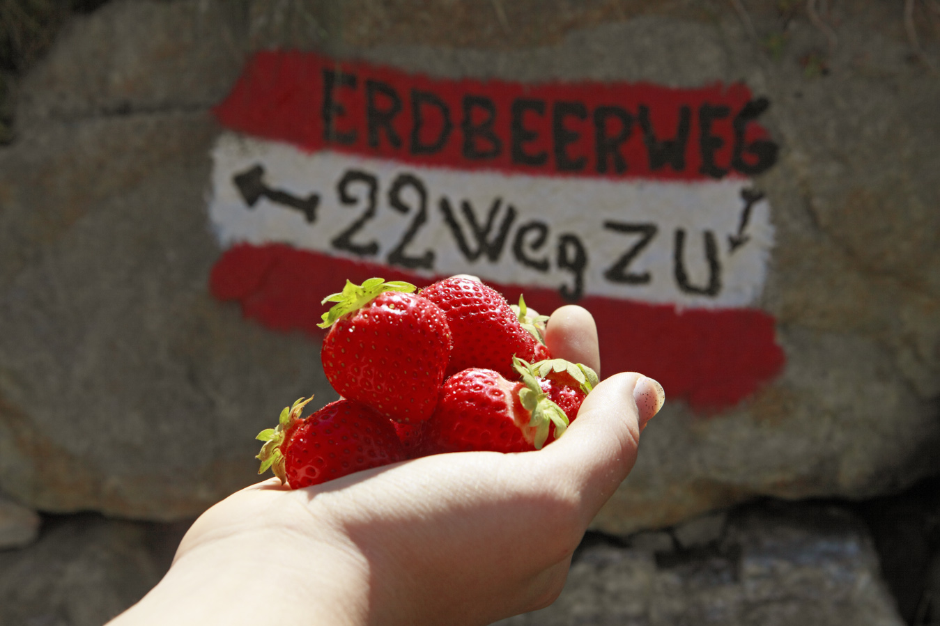 Urlaub im Vinschgau - Der Erdbeerweg im Martelltal